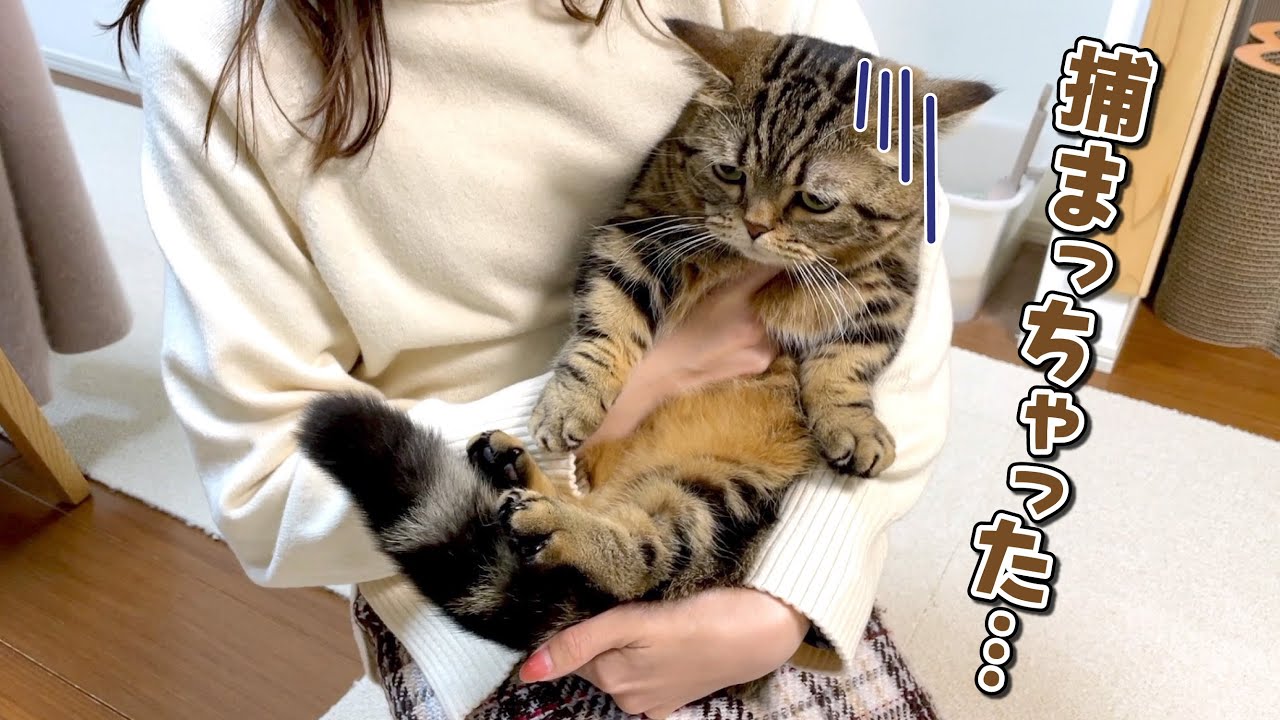 抱っこしたくて追いかけると逃げ回る猫さん。追いかけっこと勘違いして