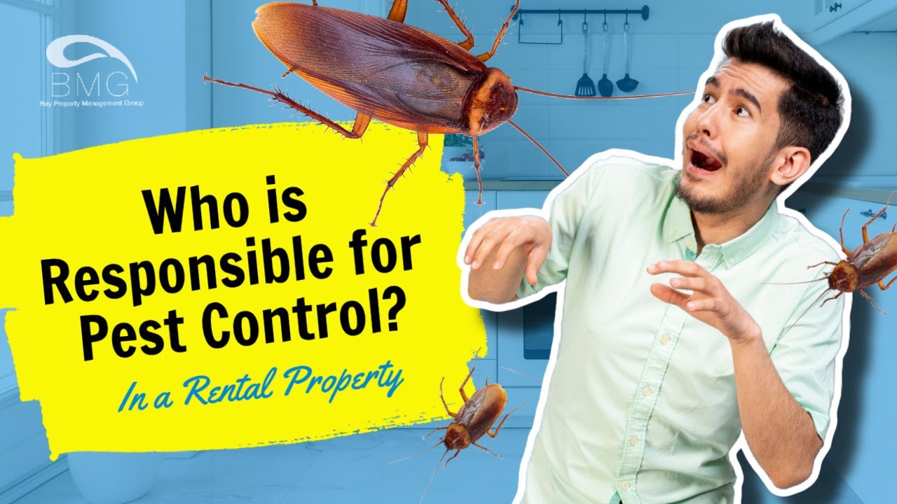 Who is Responsible for Pest Control in a Rental Property? YouTube