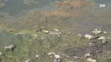 How to spot cyanobacteria