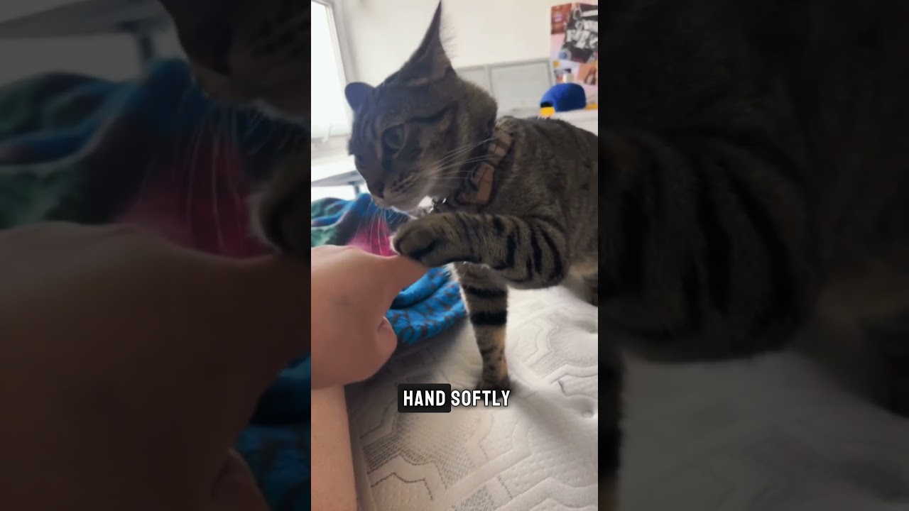 Why Cats Bite Out of Affection 🐾💖