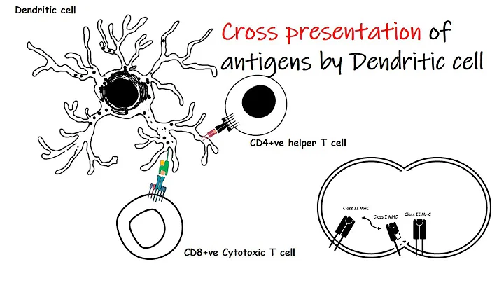 Cross presentation of Antigen and dendritic cell