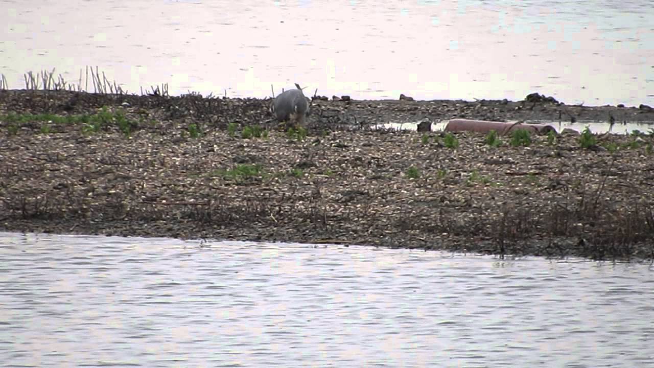 WWT London - Peregrine