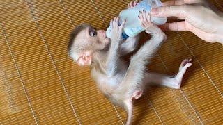 Monkey Kaka  Breastfeeding Is So Adorable