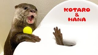 カワウソコタローとハナ　「穴から手が！」２人で始めた賢くておもしろいゲーム　Smart Otters Kotaro&Hana Playing Funny Game