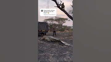 How we got a  2,000lb croc in a tree 🤯 #shorts #croc #crocodile #worldrecord #archery  #bowmar