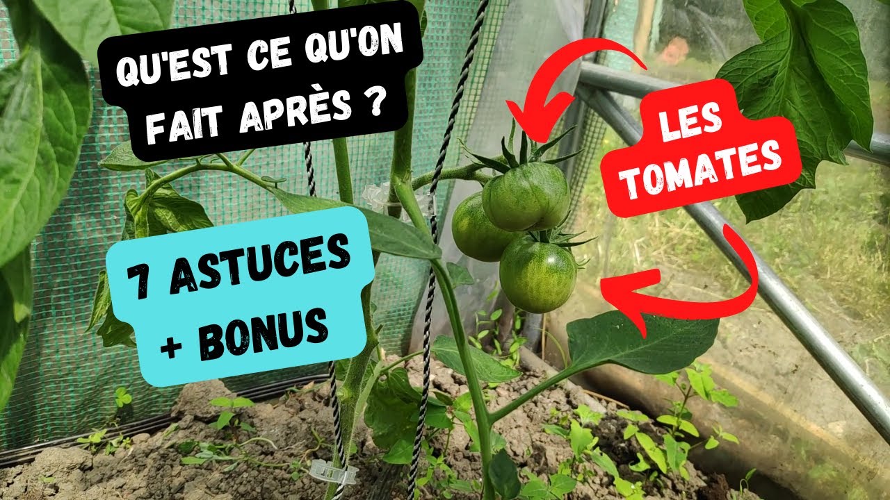 7 astuces pour arriver à cultiver les tomates