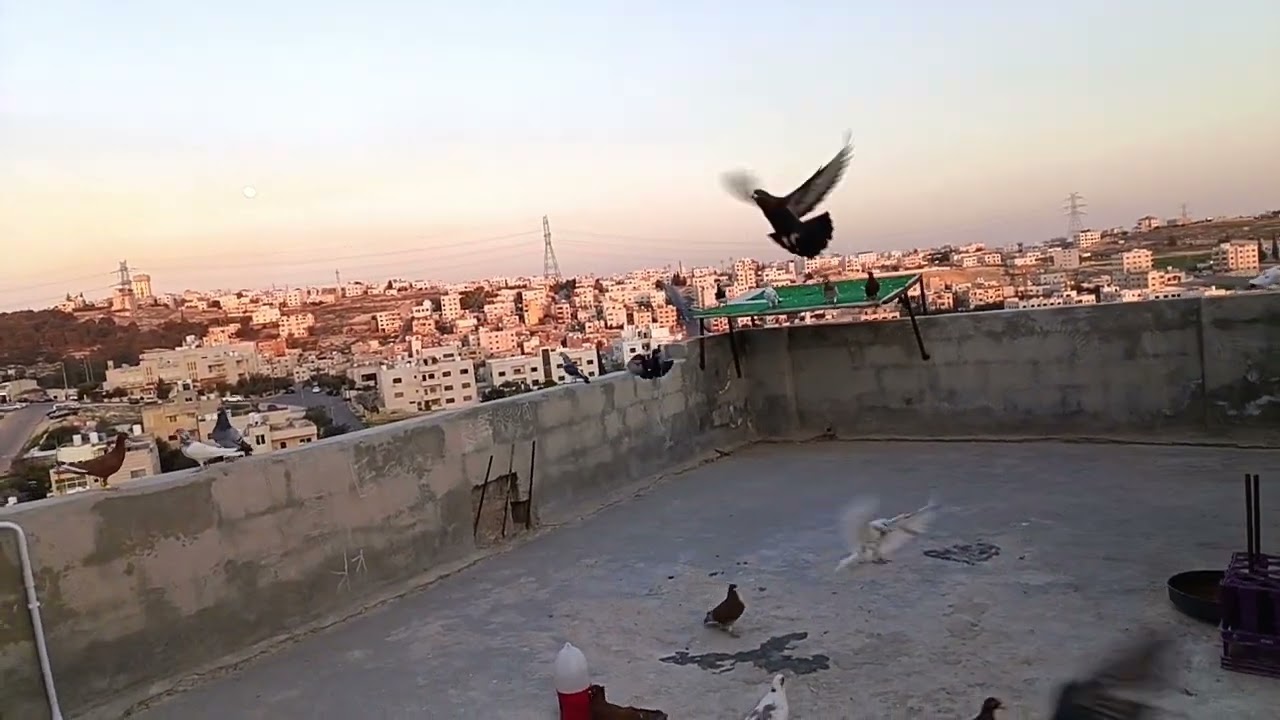 كشينا   أربع حبات  وضاع منهم واحد 🤔