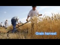 Grain harvest - Original Composition - Marko Muić