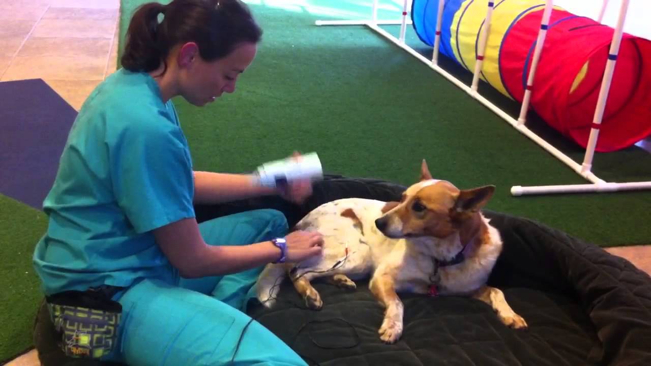 tens unit for dogs
