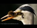 Heron eat ducklings in front of distraught and attacking mother ducks that cant rescue their babies