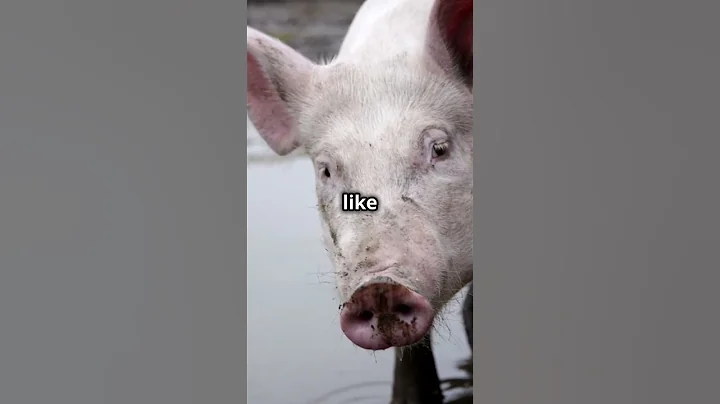 Mind-Blowing Pig Facts You Didn't Know! 🐖🐷🐖#pigs #PigFacts #AnimalTrivia #animalfacts #nature
