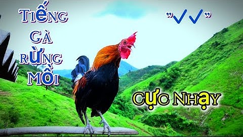 Tiếng gà rừng gáy Chuẩn 💯✔️ Mồi Hay NHất 2025 | Suab qaib qus qua zoo dib tuaj ceev 💯✔️
