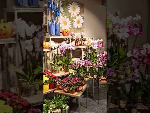 Wideo: Kwiaciarnia Salary