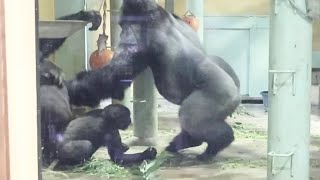 Gorilla⭐ Kintaro tries to stop his father to protect his beloved mother.【Momotaro family】