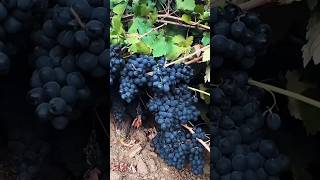 Life tastes betterwith a Peach and a bunch of Grapes.”  #shrots #applets #appleharvest #appleber