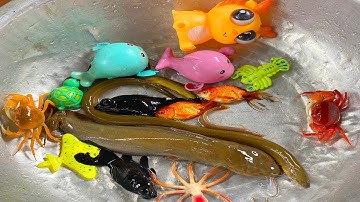 Kem Chanel dùng xe rùa đi bắt cá được cá chép, cá vàng, cá trê, cua đỏ, cua vàng, người cá lấy xe cá