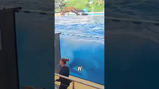 Dünyanın En Zeki Orkası Mı?