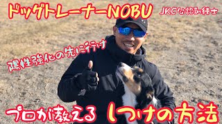 プロが教えるしつけ方　しっかり待てるトレーニング方法　陽性強化の先を行け‼️