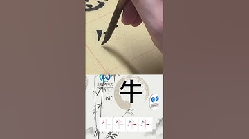 学习写汉字“牛/Cow ” Learn to write chinese characters