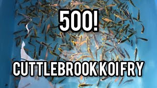 Buying 500! Koi Fry from Cuttlebrook Koi Farm - Koi fish unboxing - how to grow small koi fish fry