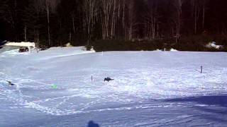 NIP flies.AVI