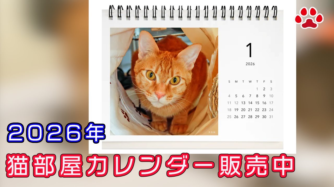 2026 Cat Room Calendar Release Announcement - YouTube