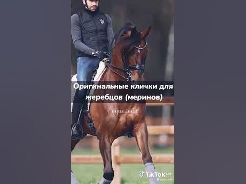 клички для жеребцов меринов #лошади - YouTube