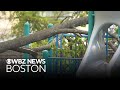 Melrose child dies after tree falls on playground at school