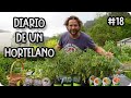 Diario De Un Hortelano #18 - TOMATADA En El Invernadero, Berenjenas Blancas Y RARAS