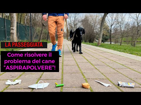 Video: Come trattare un ratto domestico per un raffreddore