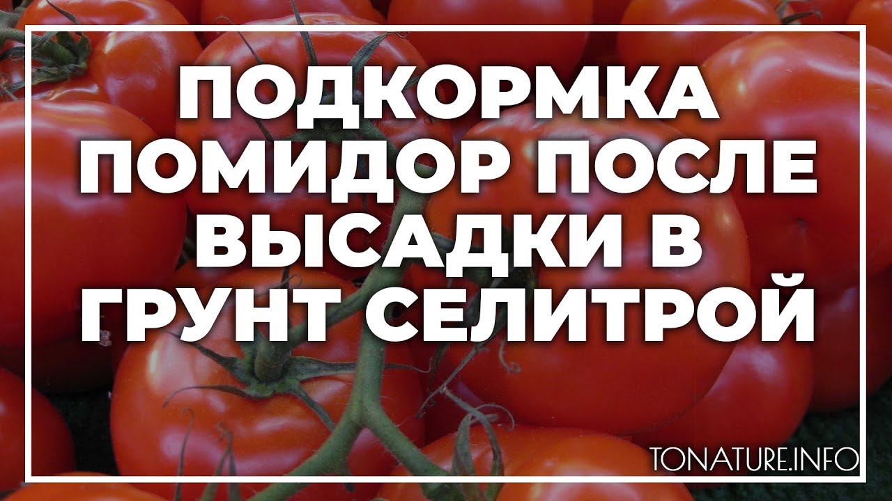 Подкормка томатов селитрой