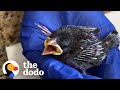 The Most Amazing Thing Happens After Wild Bird Is Released | The Dodo