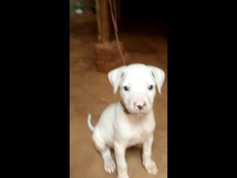 white pitbull puppy