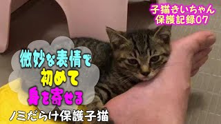 【きい保護記録07】保護した子猫が初めて身を寄せて甘えてくれた♪ 【きい保護記録07】保護した子猫が初めて身を寄せて甘えてくれた♪