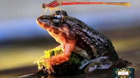 Câu chuyện con ếch và ấu trùng chuồn chuồn