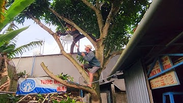 Sawing a Taiwanese Mango tree is super difficult / Cưa cây Xoài Đài Loan siêu khó | T406