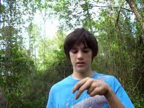 herping gear Brandon's Herp Adventures: Spotted Turtle