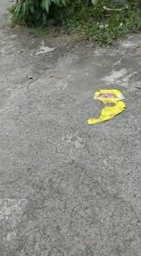 Bg ojol dikejar anjing.🤣.baLas kejar🤣🤣🤣