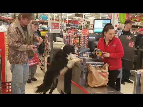 Video: A Dog Goes Shopping And Pays For His Own Groceries