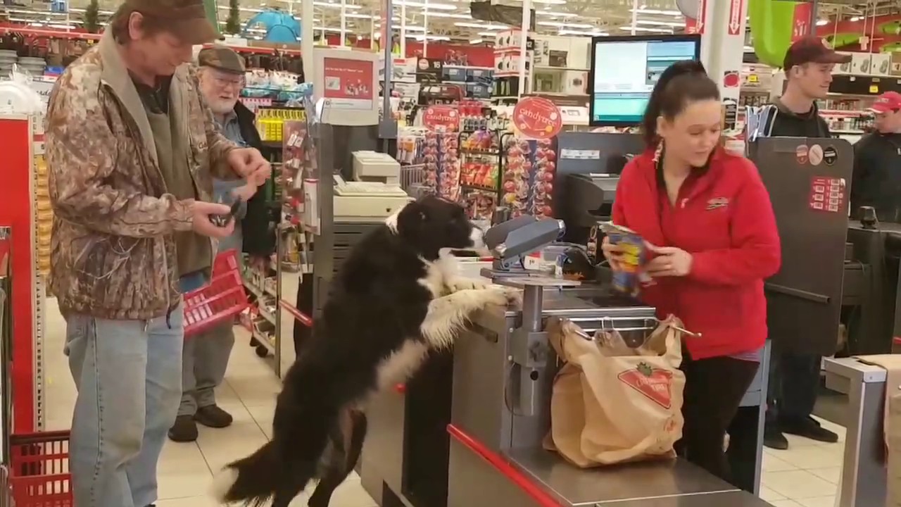 これも買っていい スーパーで自分でお買い物する犬 商人伝道師一日一言