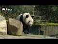 【Life Of Returnee Pandas】Episode 64 Xiang Xiang Enjoys The Winter | iPanda