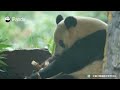 【Life Of Returnee Pandas】Episode 64 Xiang Xiang Enjoys The Winter | iPanda