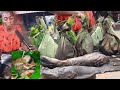 Smoked cat fish in congo kinshasa liboke ya ngolo congolese food