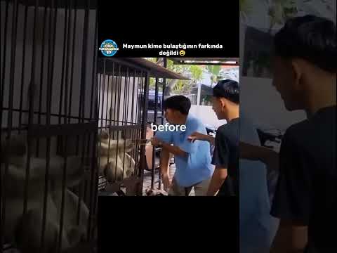 Yaptığına Pişman Oldu😆 #akımvideoları  #komikyorum #komikyorumlar thumbnail