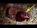 Курица начала прятаться от фермера, тогда он заглянул в гнездо и не поверил своим глазам