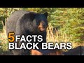 5 FACTS | North American Black Bear