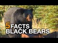 5 FACTS Black Bears True Facts 