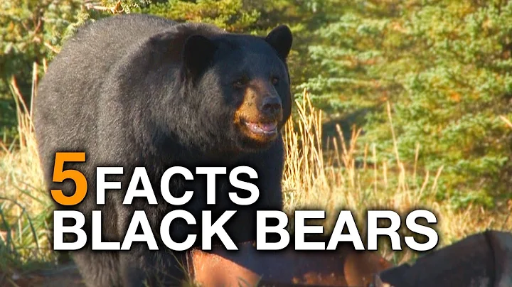5 FACTS | Black Bears (True Facts) - DayDayNews