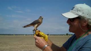 American Kestrel Training Part 2