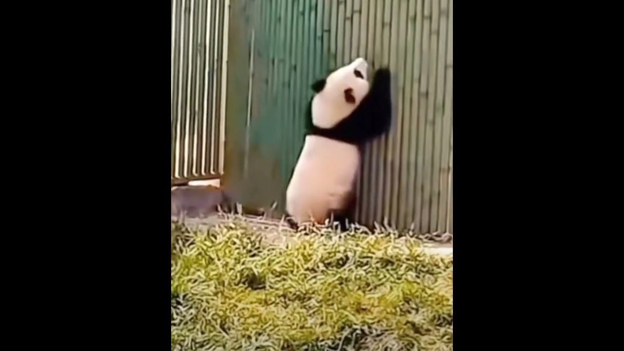 翻外篇：一岁的大朵朵（秦大朵）兔子跳，好可愛😍